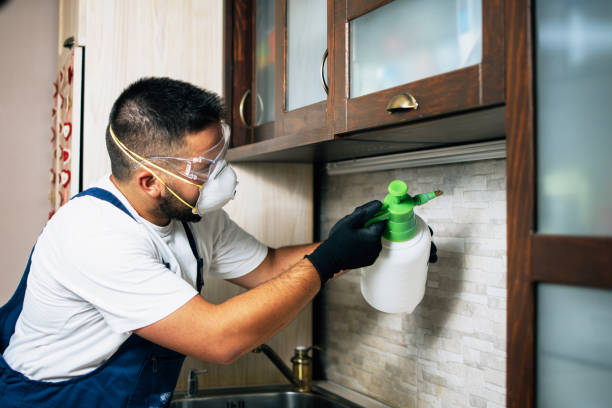 Best Wasp Removal Services  in Channahon, IL