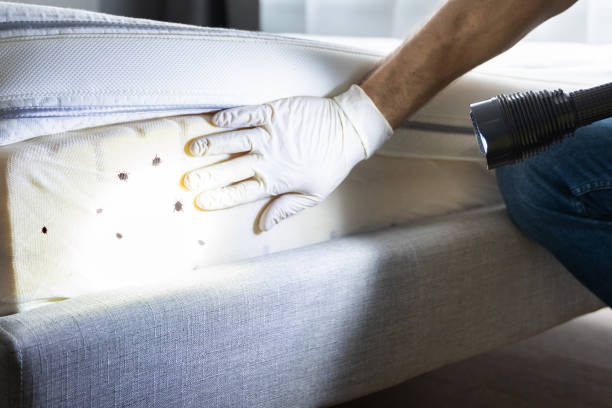 Best Bed Bug Extermination  in Channahon, IL